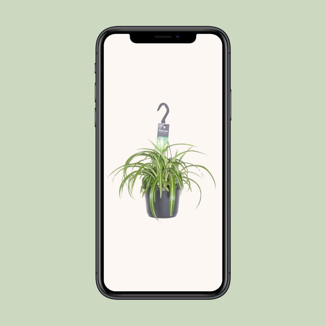 Grünlilie Chlorophytum Comosum Bonnie – Ø17cm | Hängepflanze