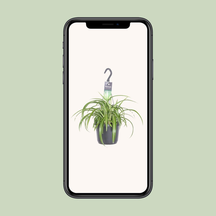 Grünlilie Chlorophytum Comosum Bonnie – Ø17cm | Hängepflanze
