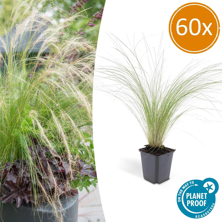 Stipa Tenuissima 'Ponytails' - 20cm - Zimmerpflanze kaufen