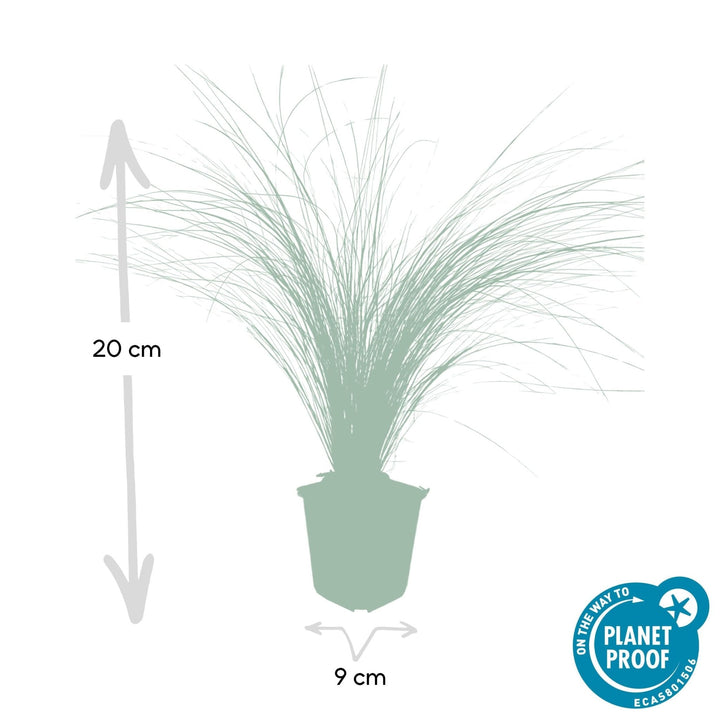 Stipa Tenuissima 'Ponytails' - 20cm - Zimmerpflanze kaufen