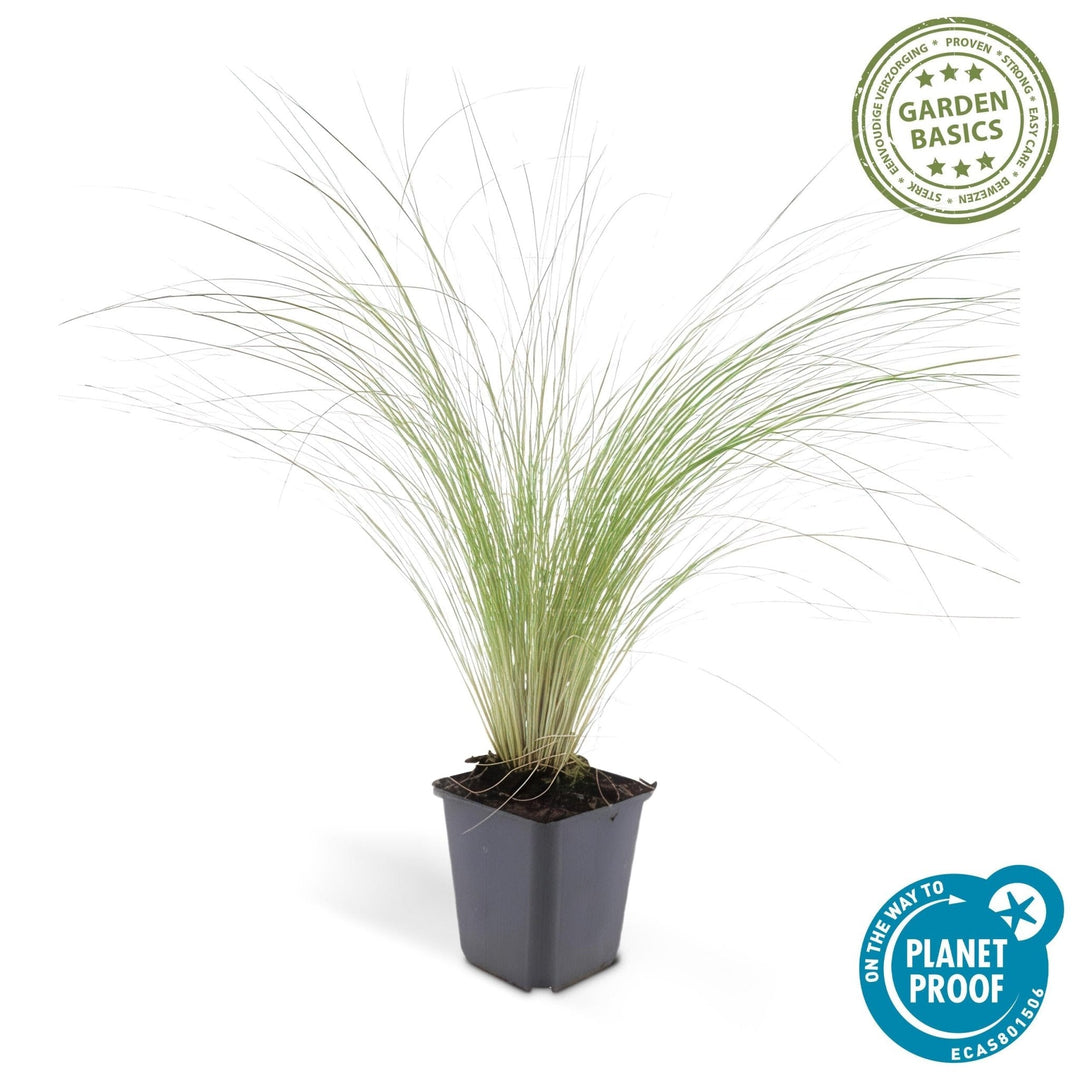 Stipa Tenuissima 'Ponytails' - 20cm - Zimmerpflanze kaufen