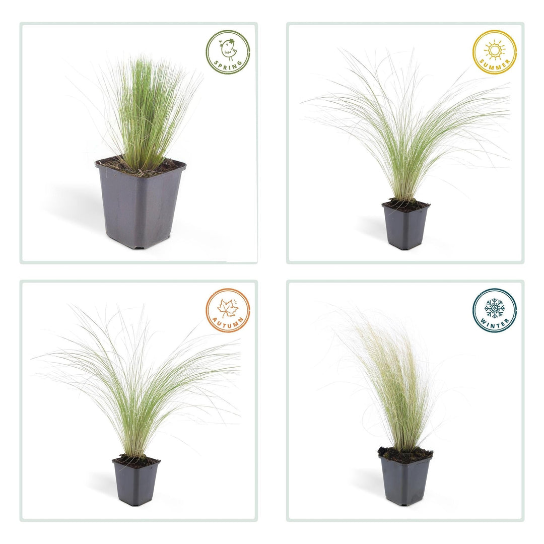 Stipa Tenuissima 'Ponytails' - 20cm - Zimmerpflanze kaufen