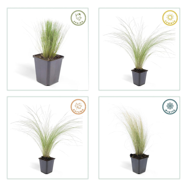 Stipa Tenuissima 'Ponytails' - 20cm - Zimmerpflanze kaufen