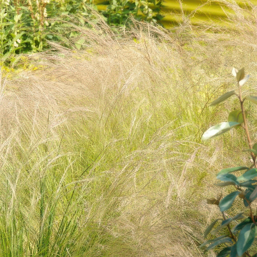 Stipa Tenuissima 'Ponytails' - 20cm - Zimmerpflanze kaufen