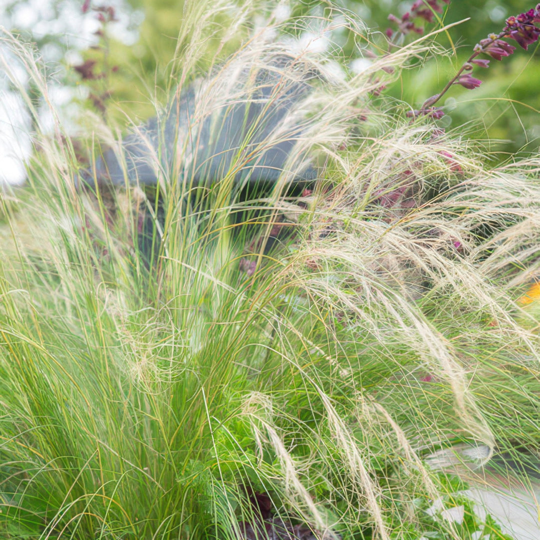 Stipa Tenuissima 'Ponytails' - 20cm - Zimmerpflanze kaufen