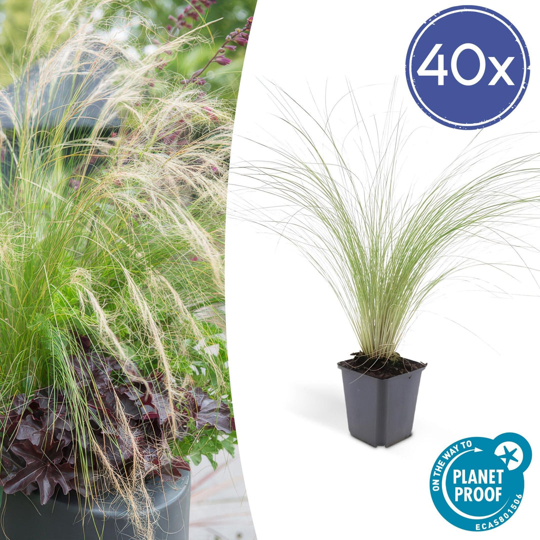 Stipa Tenuissima 'Ponytails' - 20cm - Zimmerpflanze kaufen