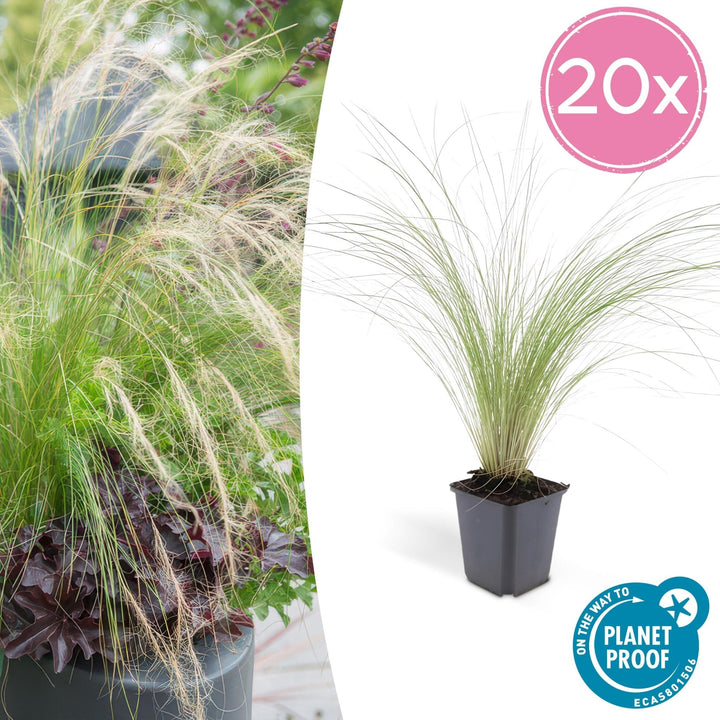 Stipa Tenuissima 'Ponytails' - 20cm - Zimmerpflanze kaufen