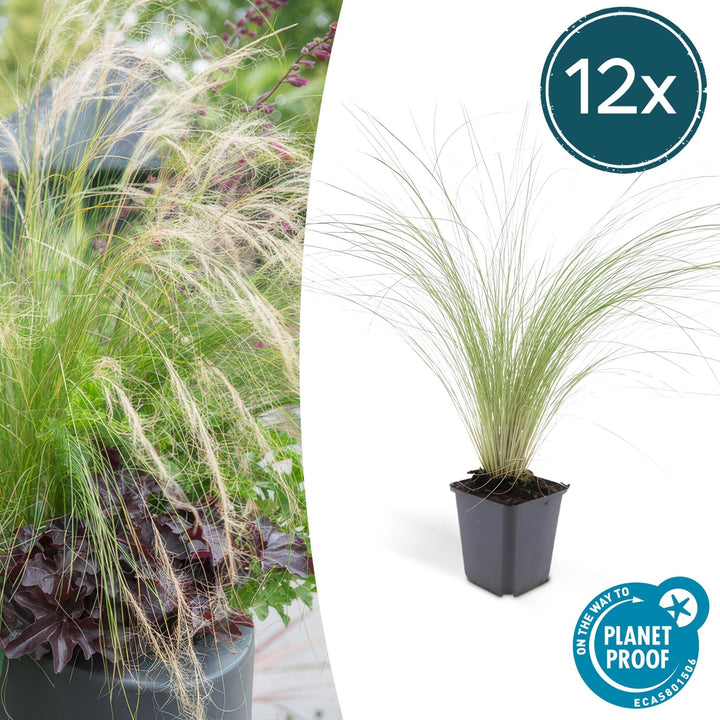 Stipa Tenuissima 'Ponytails' - 20cm - Zimmerpflanze kaufen