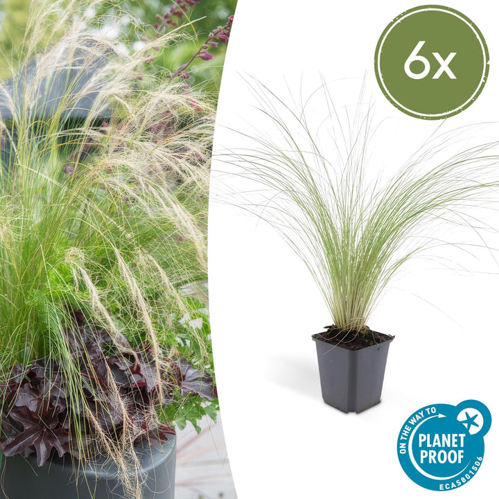Stipa Tenuissima 'Ponytails' - 20cm - Zimmerpflanze kaufen