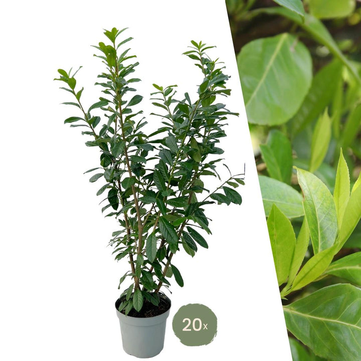 Großer Kirschlorbeer für 10 Meter Hecke – 130 cm
