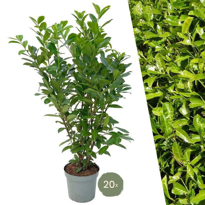 Große Kirschlorbeer Rotundifolia für 10 Meter Hecke – 130cm