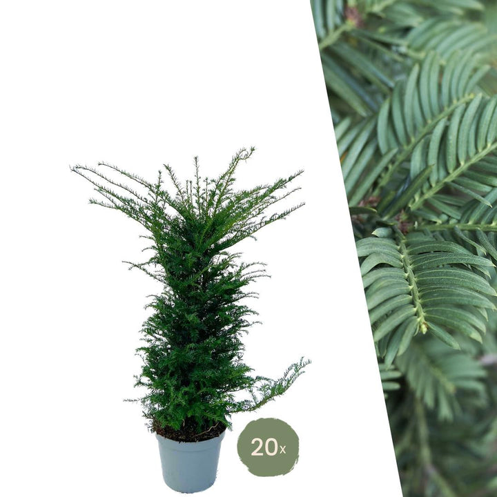 Eiben für 10 laufende Meter Hecke - 100cm