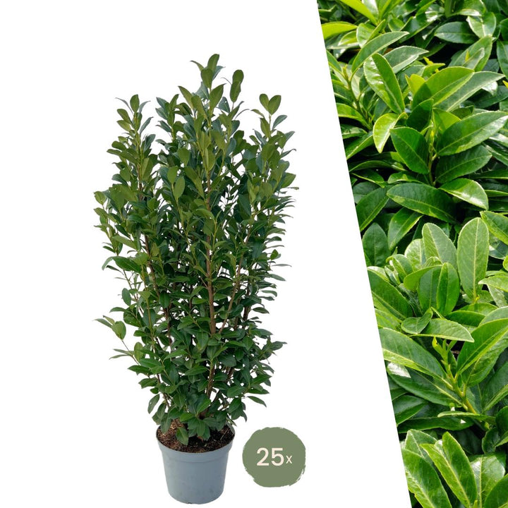Lorbeerpflanzen Obelisk für 10 Meter Hecke - 150cm