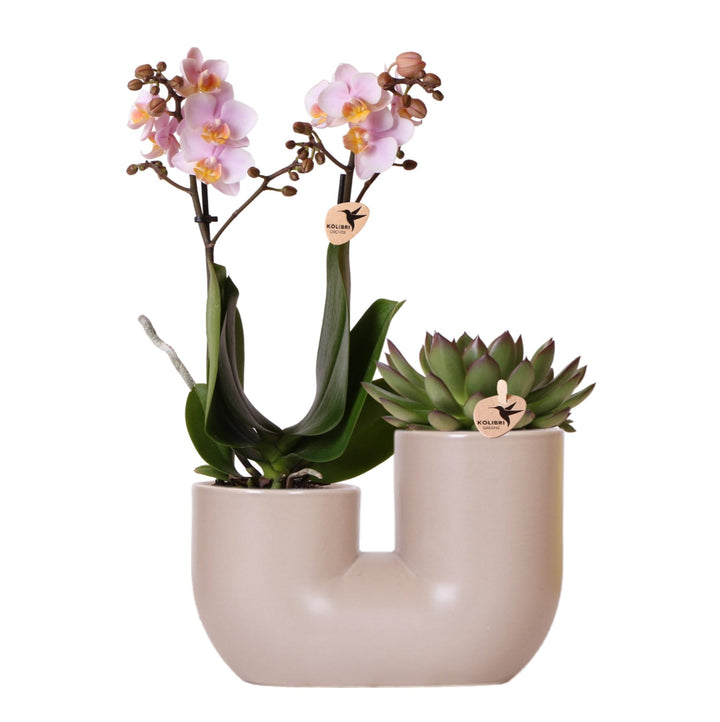 Kombiangebot – Orchidee Andorra + Sukkulente Miranda im Topf Tube