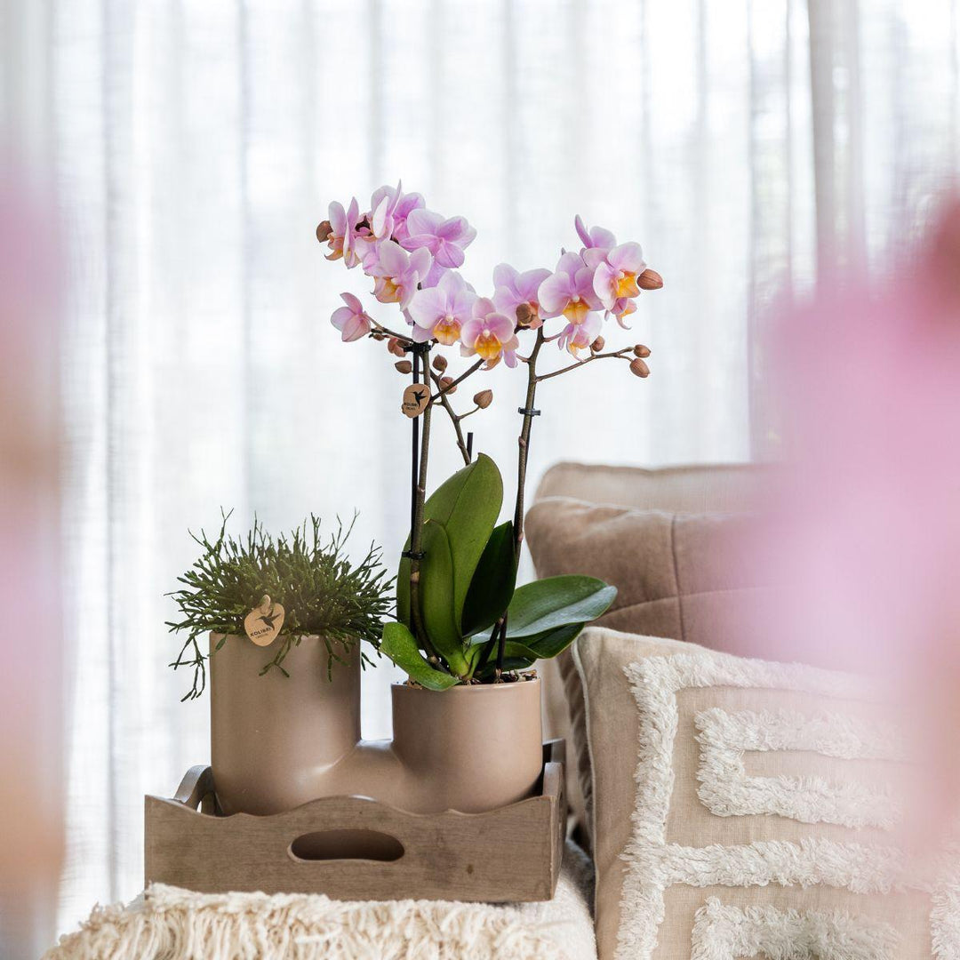 Kombiangebot – Orchidee Andorra + Sukkulente Miranda im Topf Tube