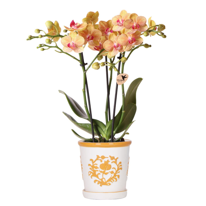 Orchidee Jamaica (Phalaenopsis) inklusive Übertopf „Malaga“
