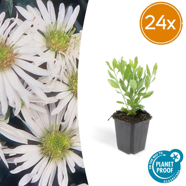 Aster ageratoides 'Ashvi' - 20cm - Zimmerpflanze kaufen