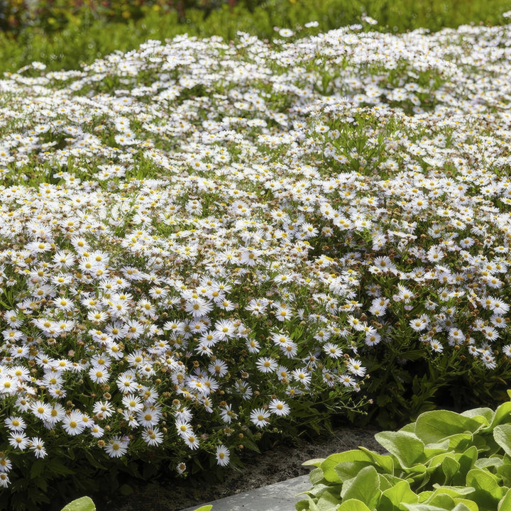 Aster ageratoides 'Ashvi' - 20cm - Zimmerpflanze kaufen