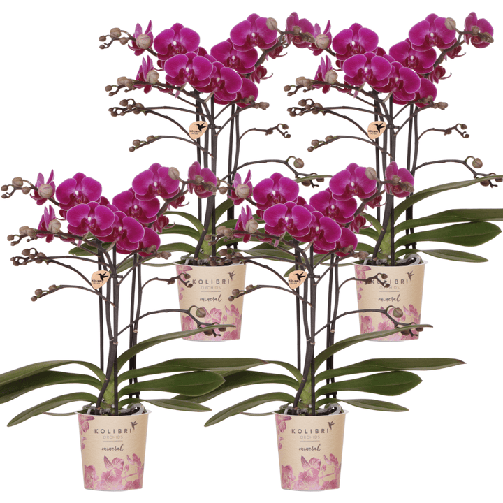 Kombi-Angebot - 4 Orchideen - Phalaenopsis Orchidee
