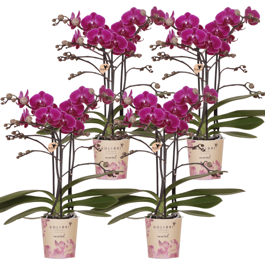 Kombi-Angebot - 4 Orchideen - Phalaenopsis Orchidee