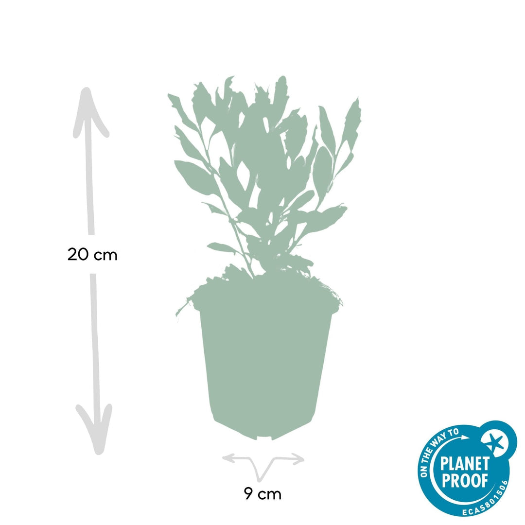 Aster ageratoides 'Ashvi' - 20cm - Zimmerpflanze kaufen