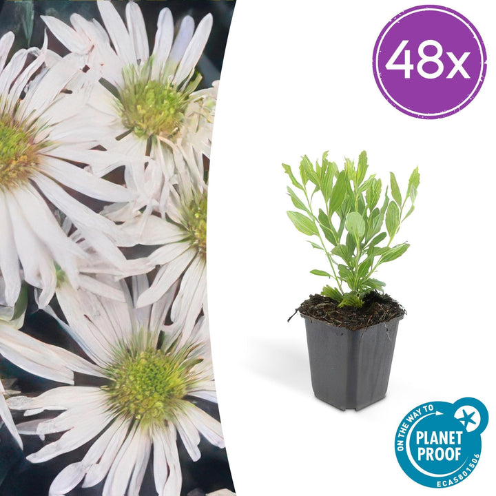 Aster ageratoides 'Ashvi' - 20cm - Zimmerpflanze kaufen