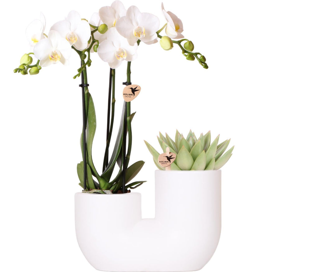 Kombiangebot – Orchidee Andorra + Sukkulente Miranda im Topf Tube
