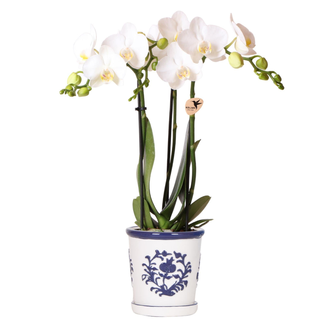 Orchidee Jamaica (Phalaenopsis) inklusive Übertopf „Malaga“
