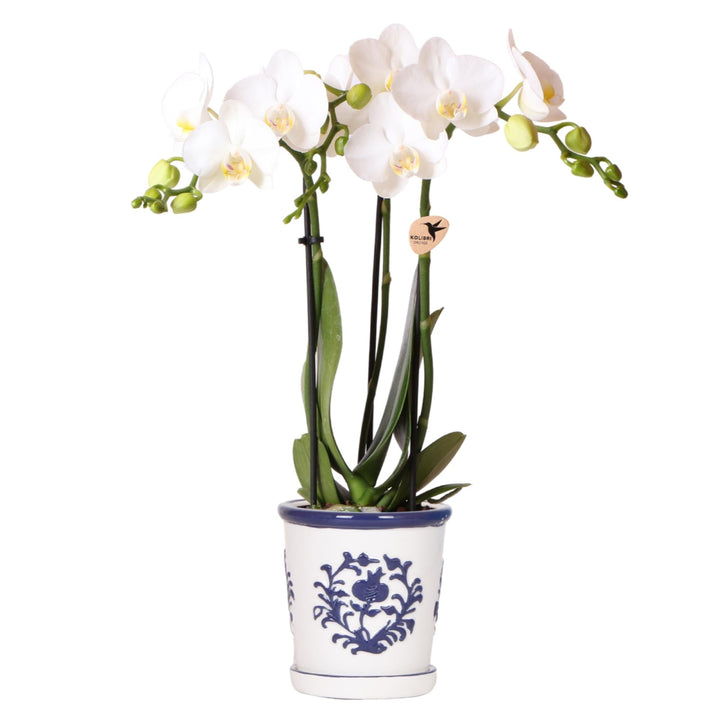 Orchidee Jamaica (Phalaenopsis) inklusive Übertopf „Malaga“