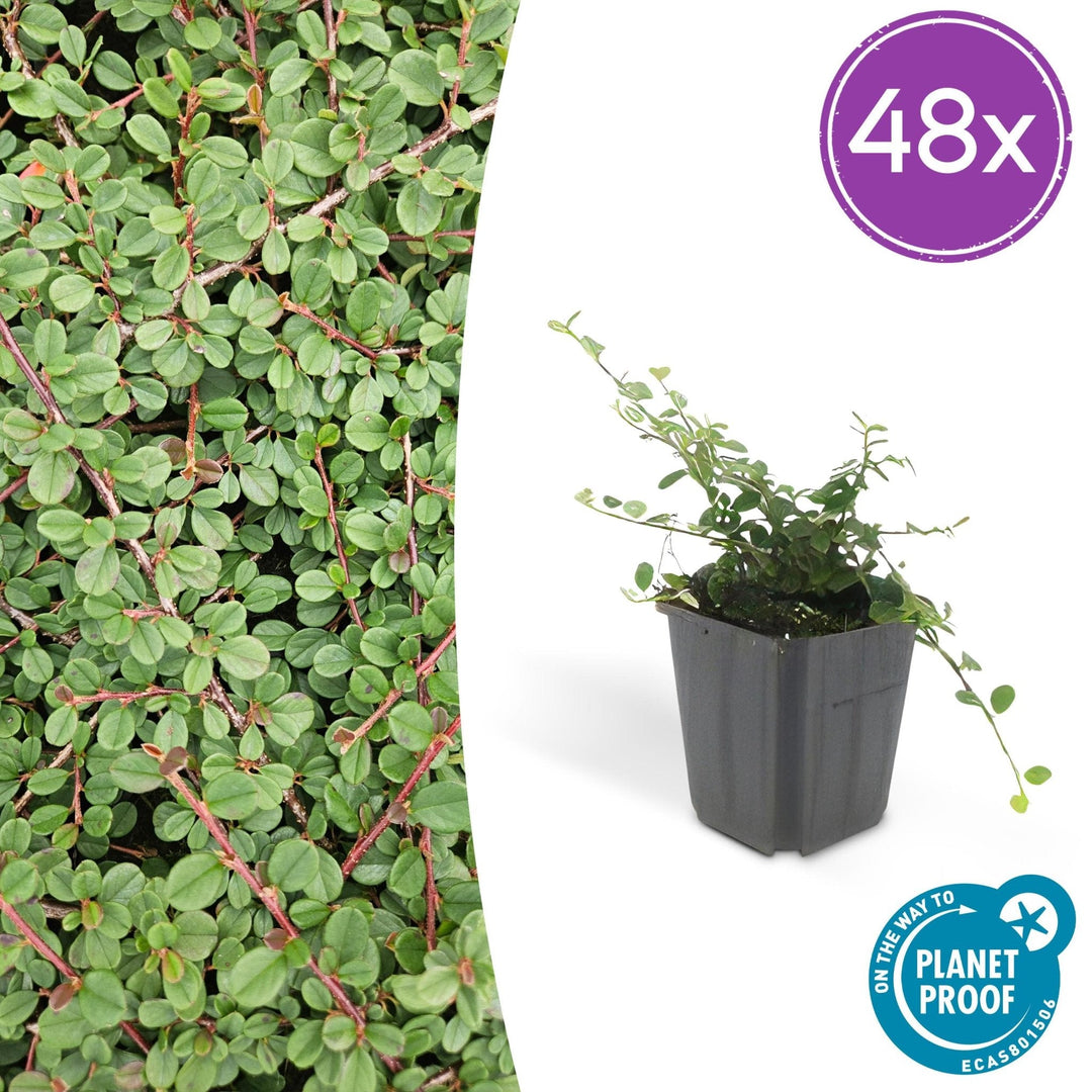 Cotoneaster Prostratus 'Queen of Carpets' - 20cm | Kaufen