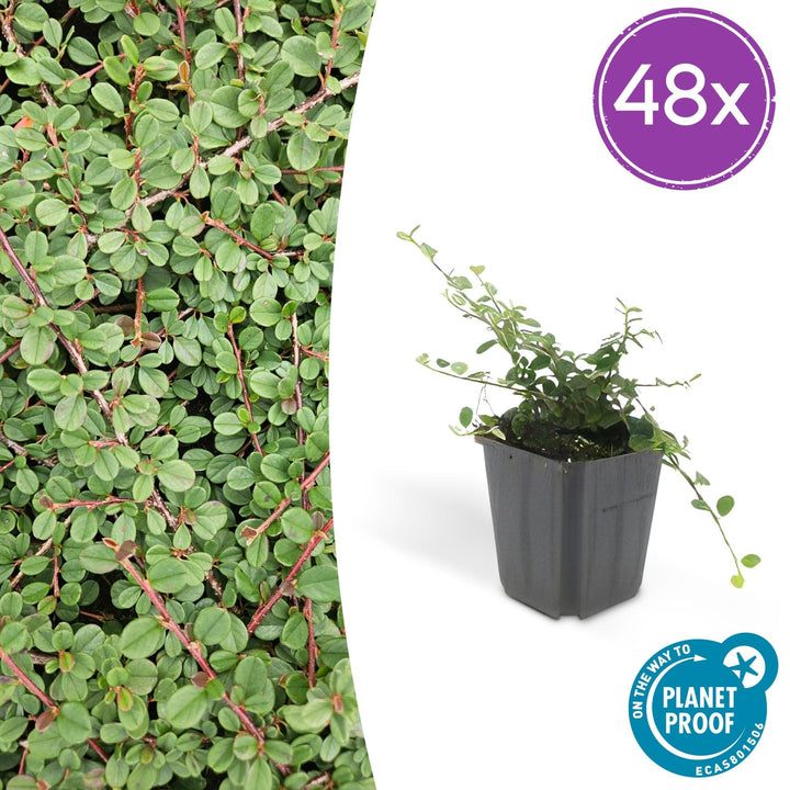 Cotoneaster Prostratus 'Queen of Carpets' - 20cm | Kaufen