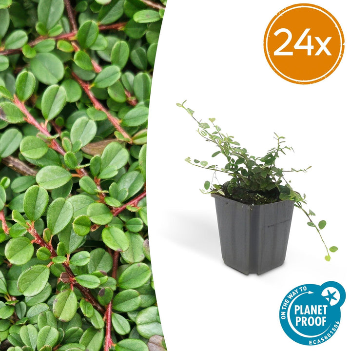 Cotoneaster procumbens 'Streibs Findling' - 20cm