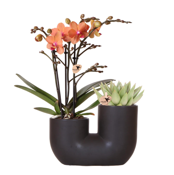 Kombiangebot – Orchidee Andorra + Sukkulente Miranda im Topf Tube
