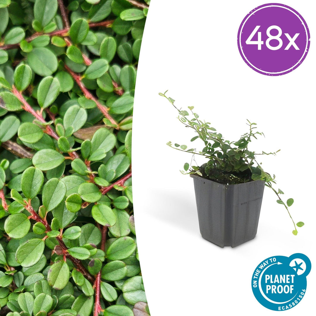 Cotoneaster procumbens 'Streibs Findling' - 20cm