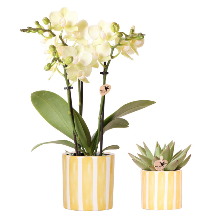 Kombi-Deal - Orchidee Mexiko + Sukkulente inklusive Übertöpfe Painted