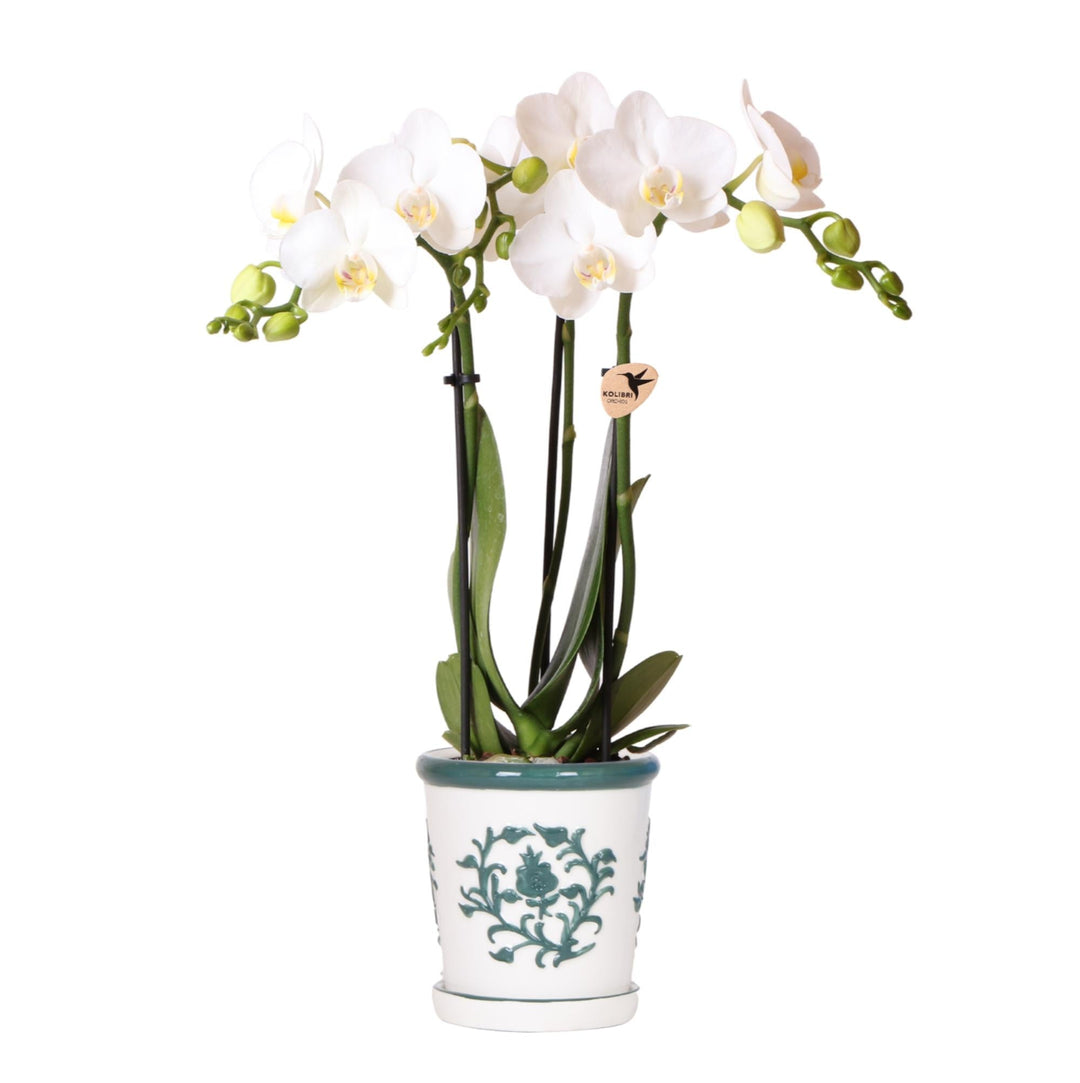 Orchidee Jamaica (Phalaenopsis) inklusive Übertopf „Malaga“