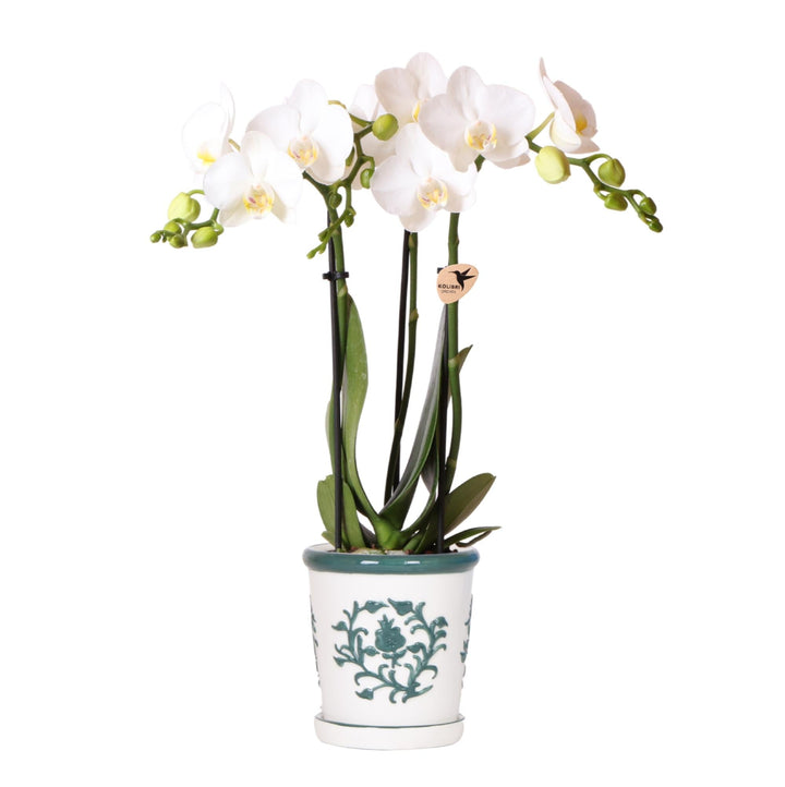Orchidee Jamaica (Phalaenopsis) inklusive Übertopf „Malaga“