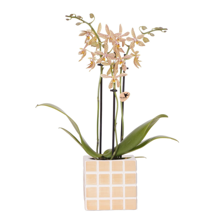 Orchidee (Phalaenopsis) inklusive Topf Mosa – Phalaenopsis Orchidee
