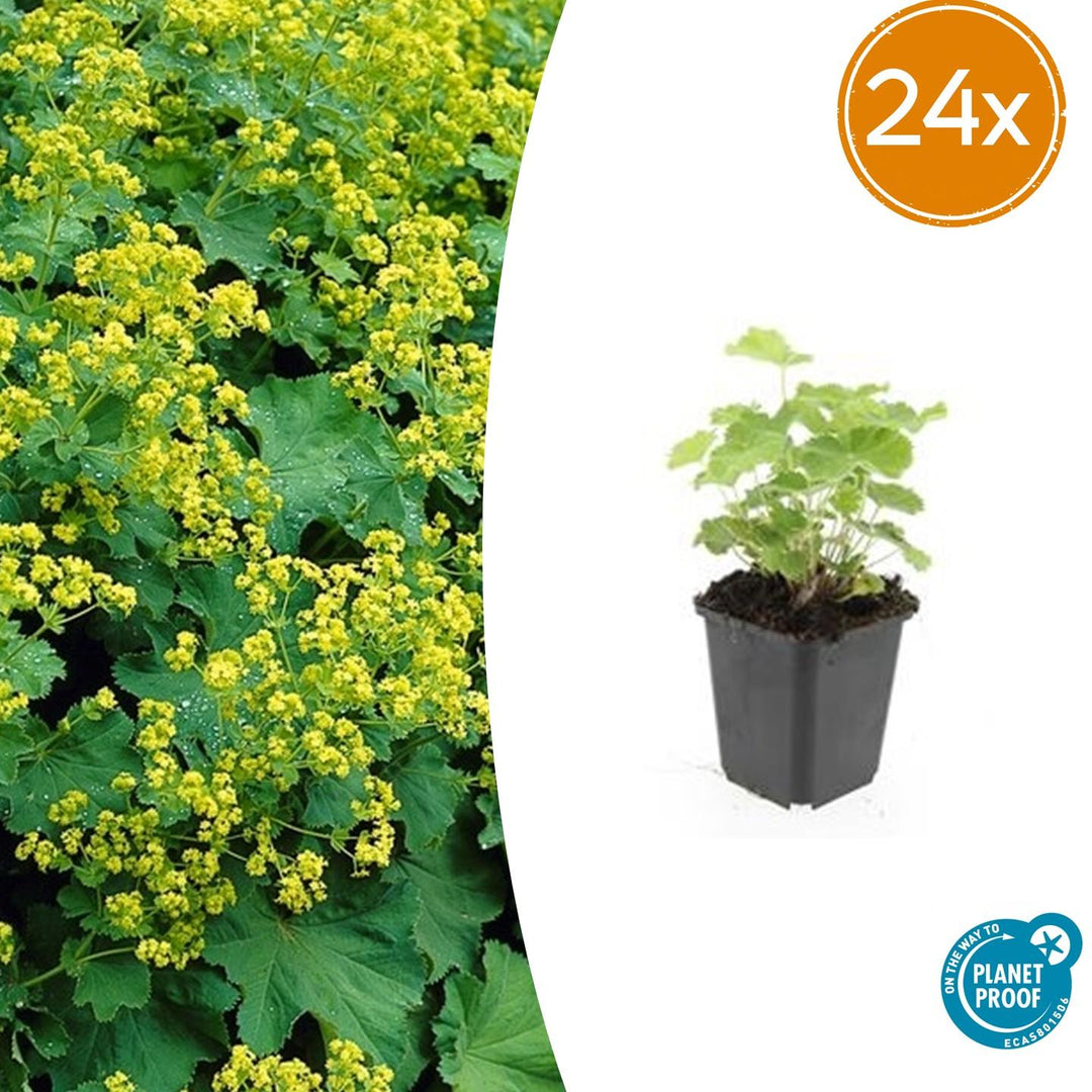 Alchemilla Mollis - 20cm - Zimmerpflanze kaufen