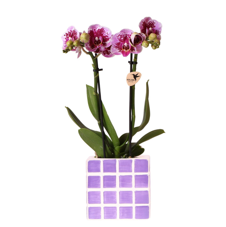 Orchidee (Phalaenopsis) inklusive Topf Mosa – Phalaenopsis Orchidee