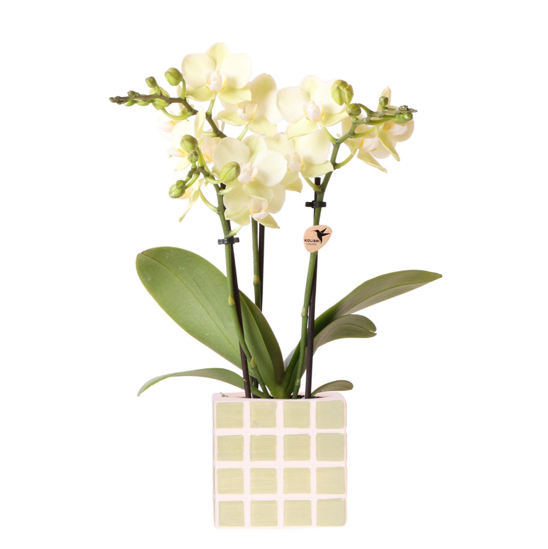 Orchidee (Phalaenopsis) inklusive Topf Mosa – Phalaenopsis Orchidee