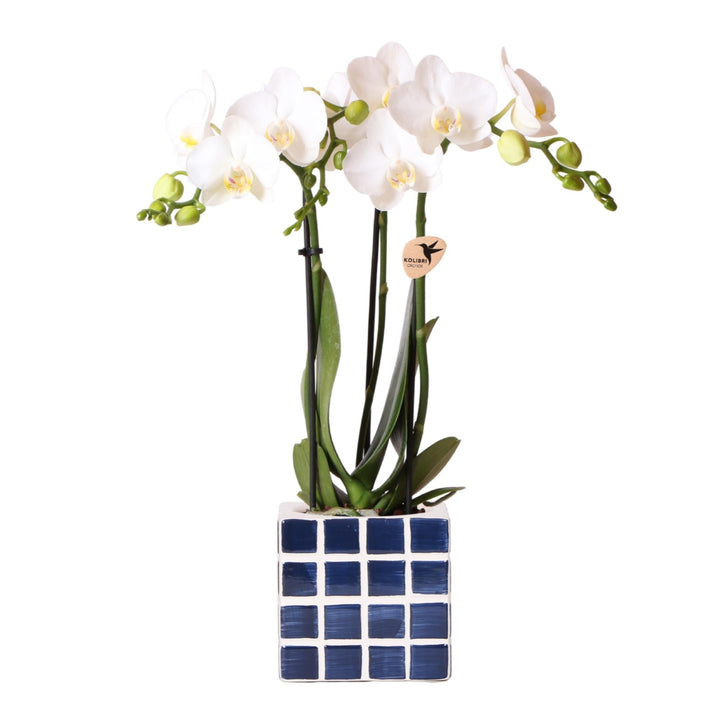 Orchidee (Phalaenopsis) inklusive Topf Mosa – Phalaenopsis Orchidee