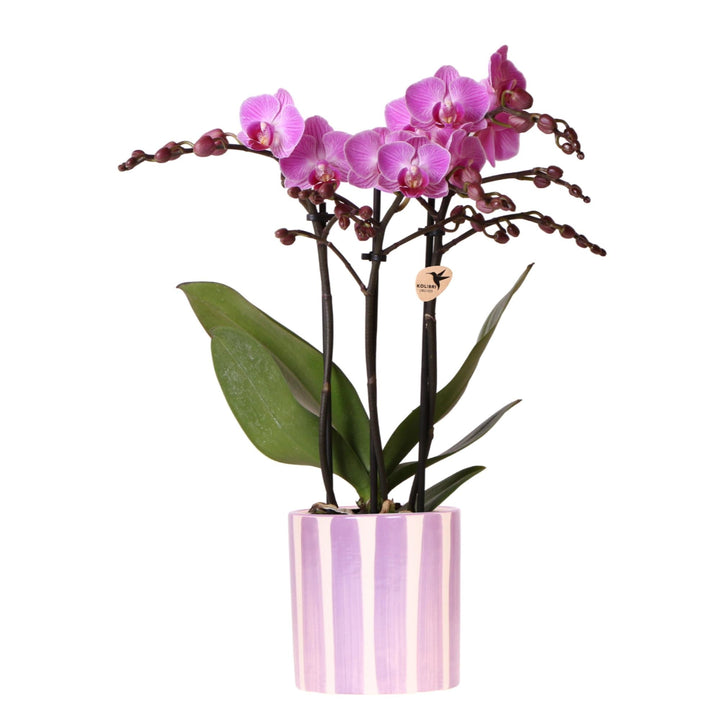 Orchidee (Phalaenopsis) inklusive Topf 'Painted Stripe'