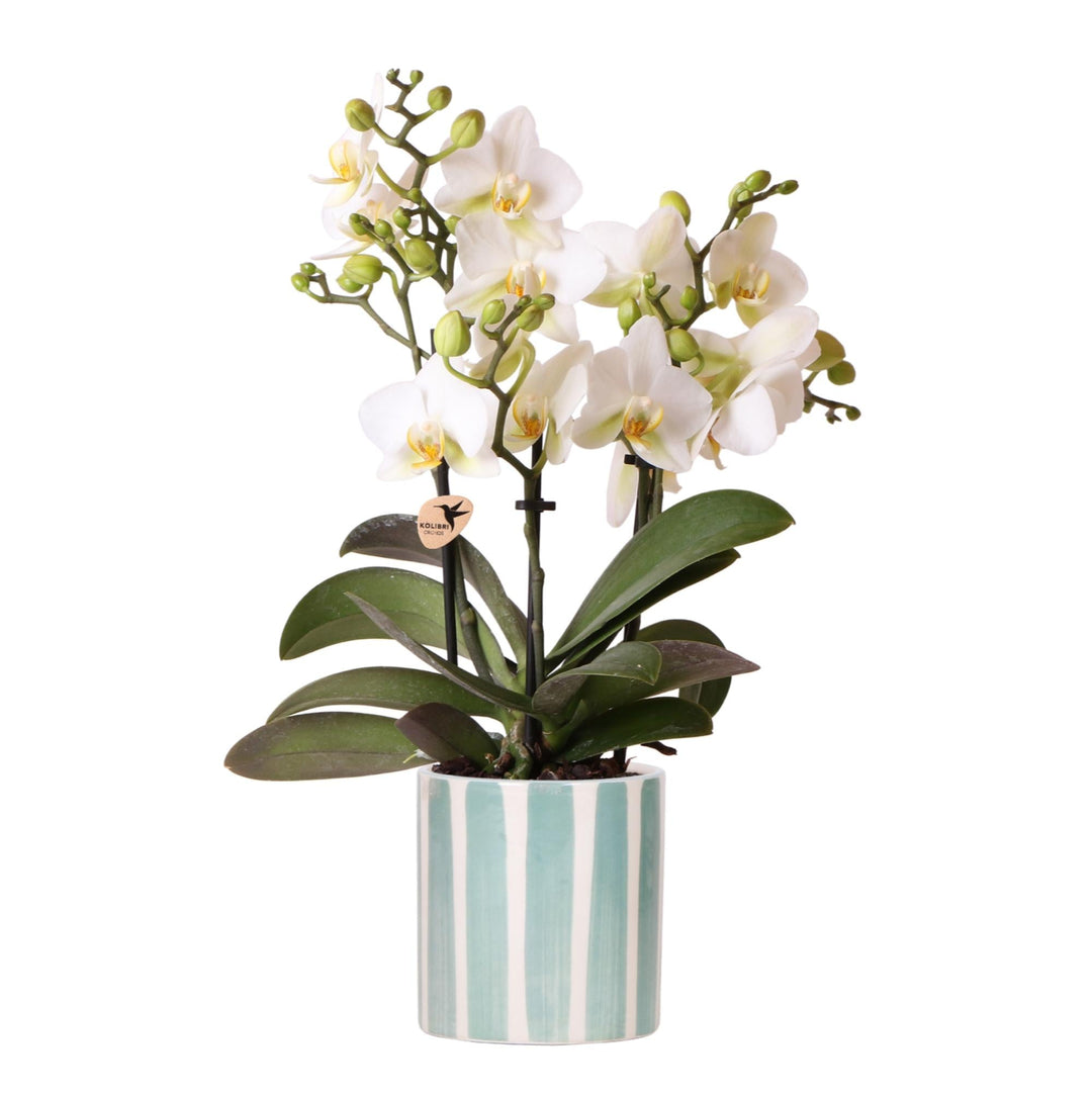Orchidee (Phalaenopsis) inklusive Topf 'Painted Stripe'