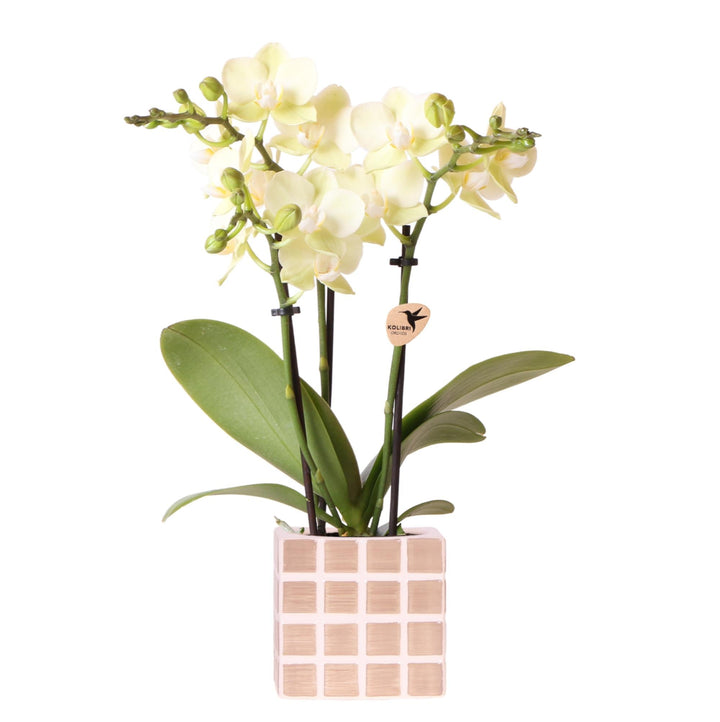 Orchidee (Phalaenopsis) inklusive Topf Mosa – Phalaenopsis Orchidee