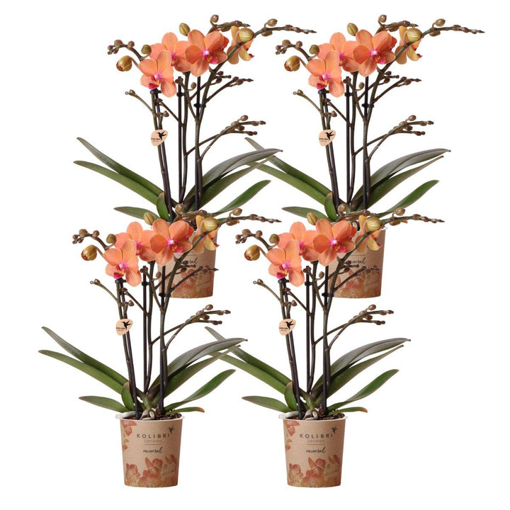 Kombi-Angebot - 4 Orchideen - Phalaenopsis Orchidee