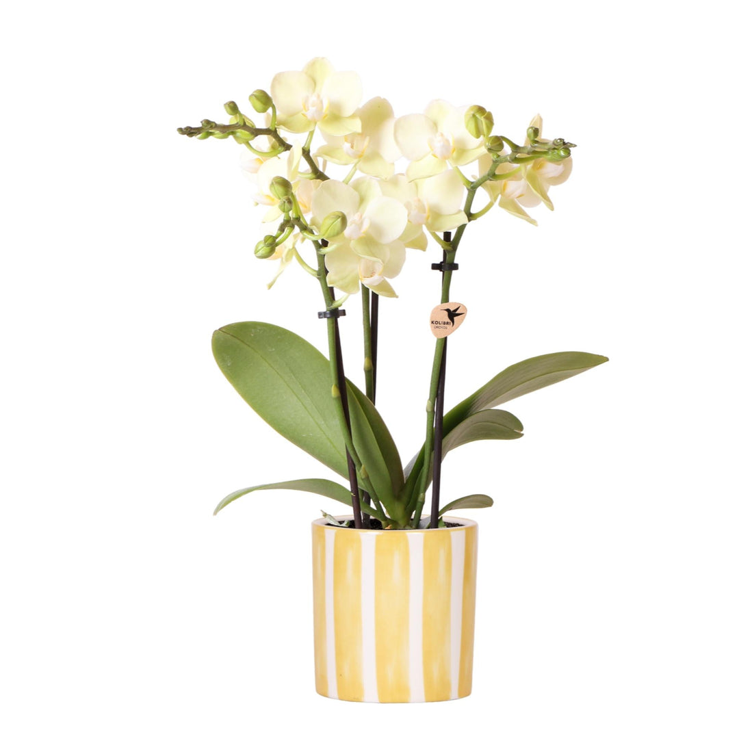 Orchidee (Phalaenopsis) inklusive Topf 'Painted Stripe'