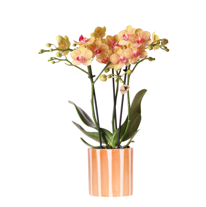 Orchidee (Phalaenopsis) inklusive Topf 'Painted Stripe'
