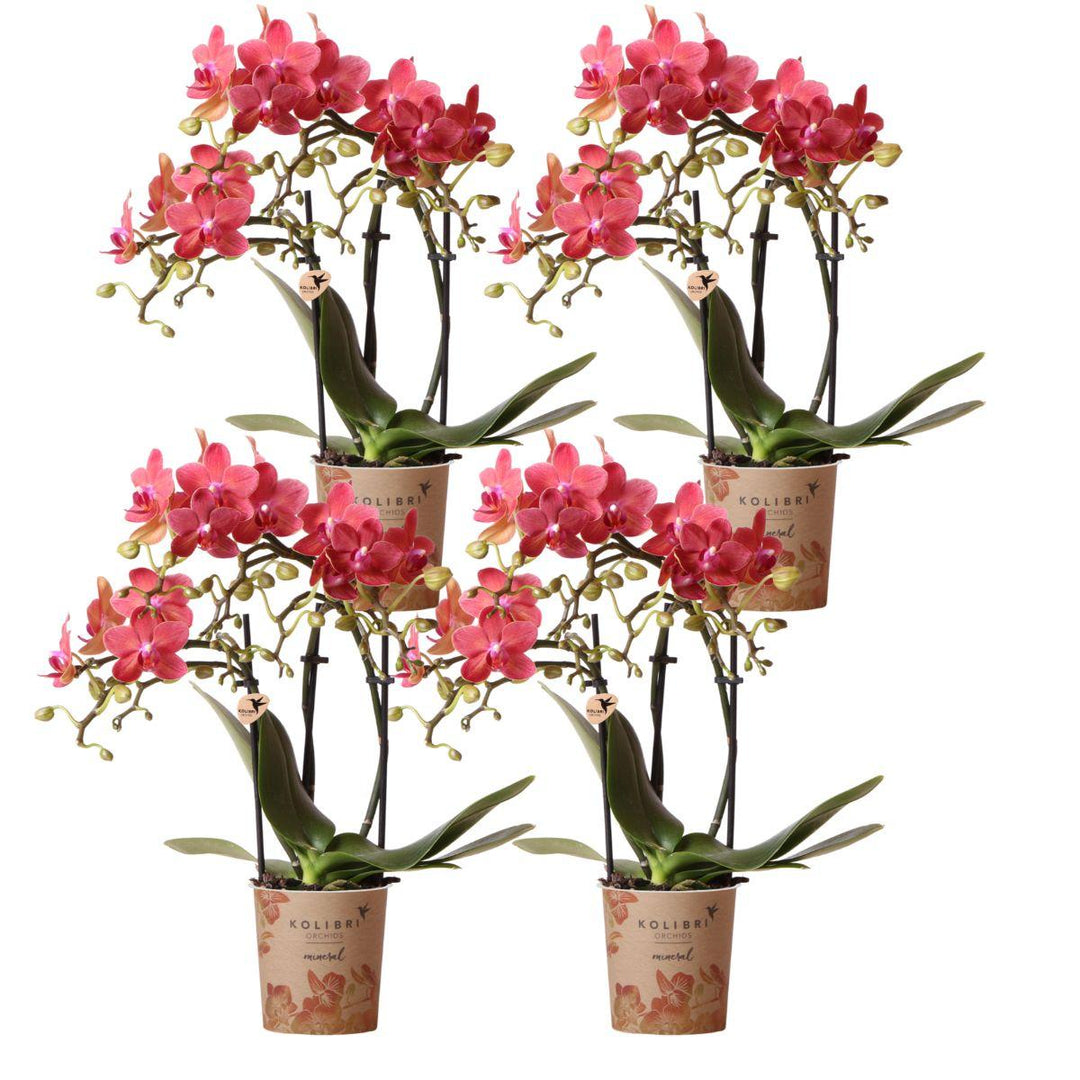 Kombi-Angebot - 4 Orchideen - Phalaenopsis Orchidee