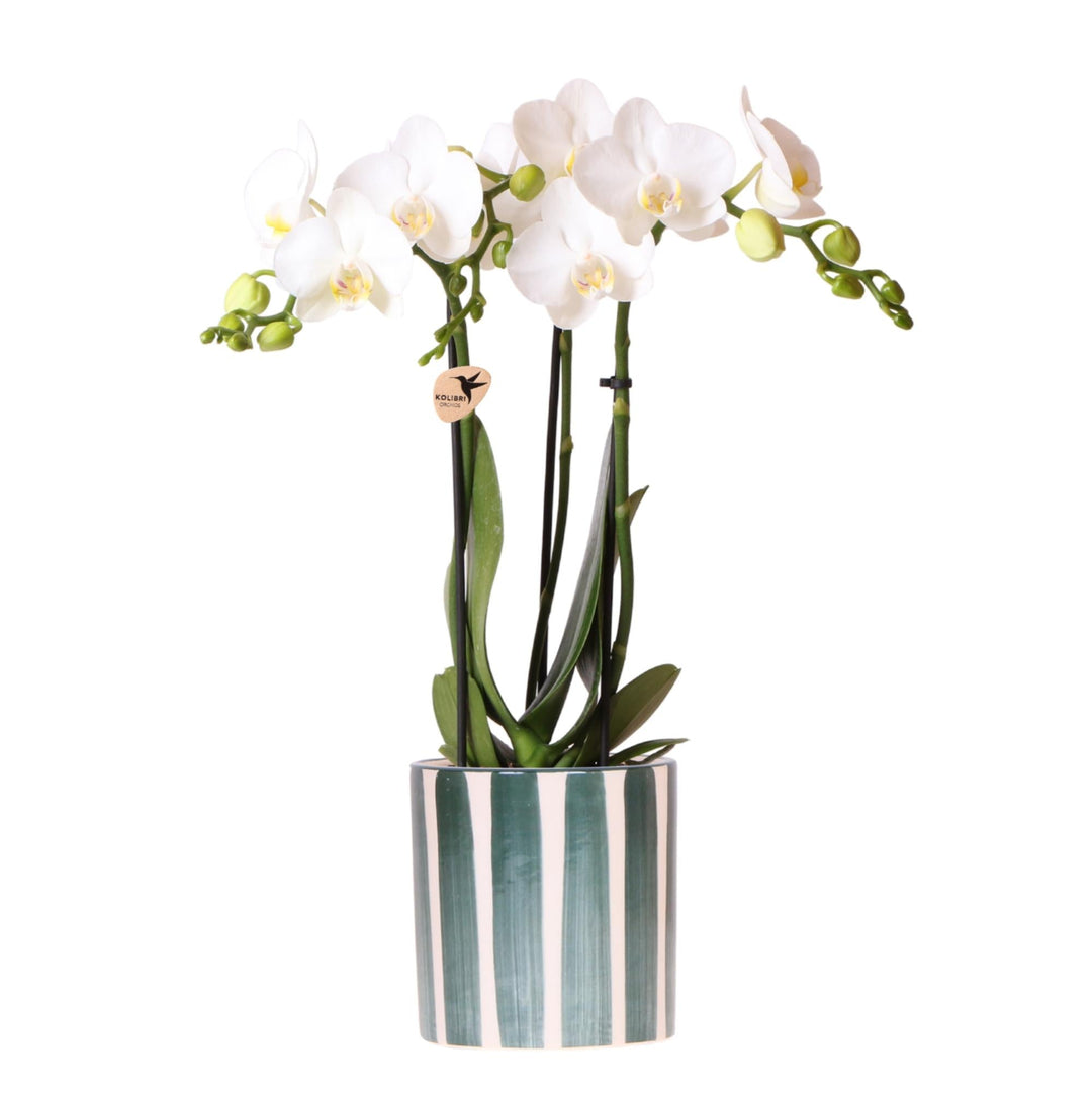 Orchidee (Phalaenopsis) inklusive Topf 'Painted Stripe'